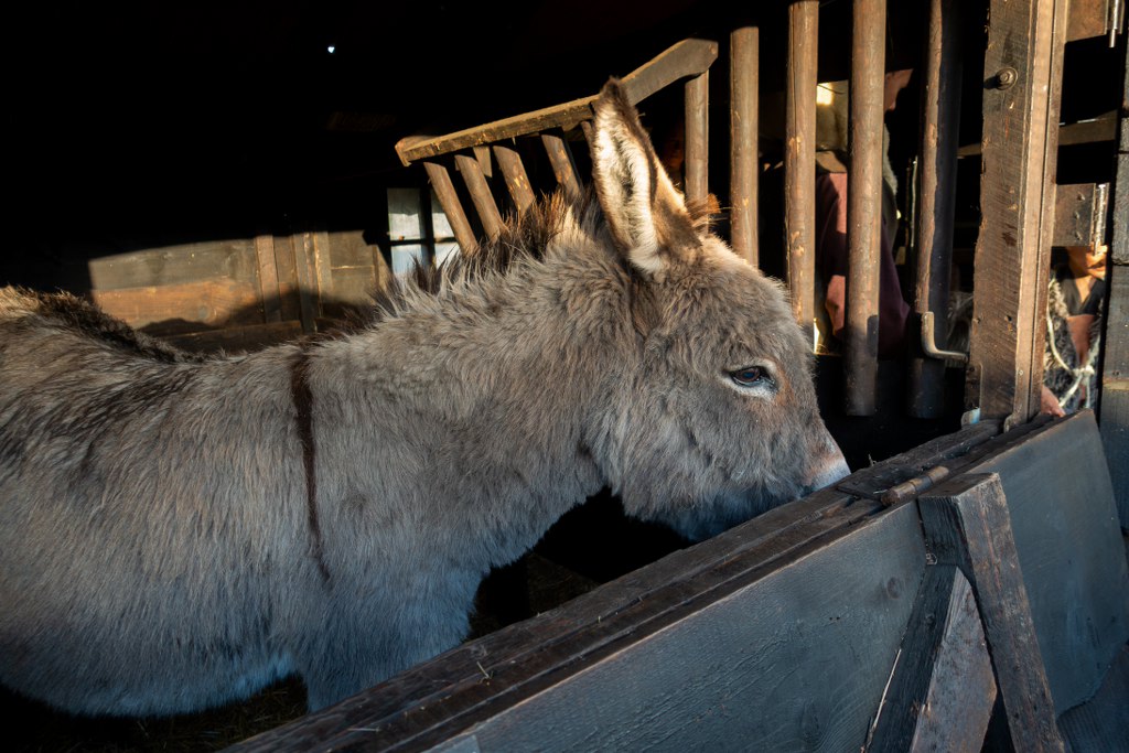 Kerststal-opening-34